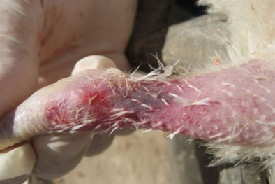 TCVN 8685-46:2024 về vắc xin nhược độc phòng bệnh thiếu máu truyền nhiễm ở gà